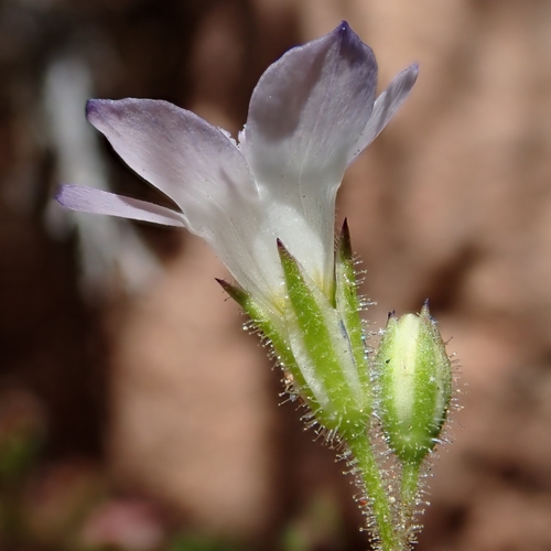 Chaparral gilia (Gilia angelensis)