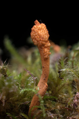 Ophiocordyceps variabilis