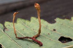 Ophiocordyceps variabilis