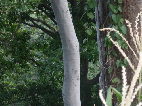 Lonchocarpus minimiflorus - Leaves