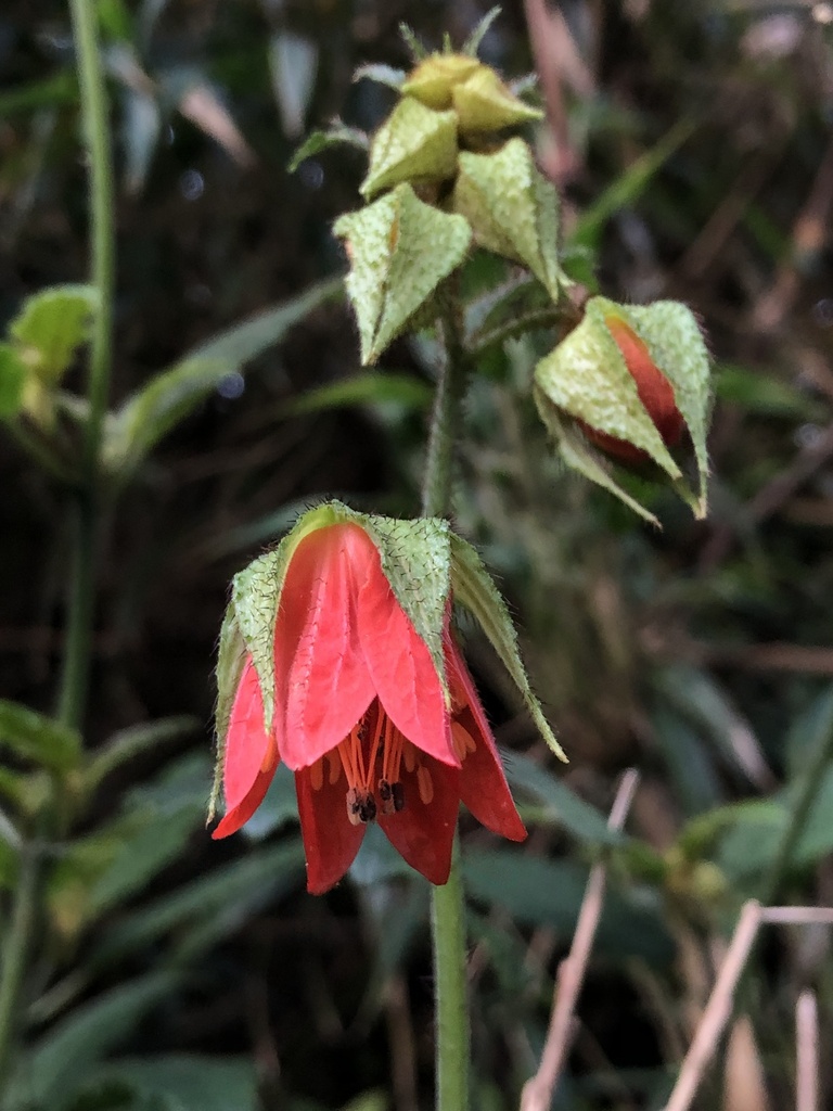 Nasa calycina
