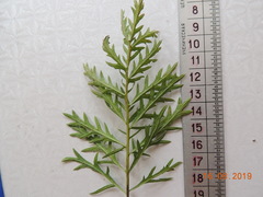 Artemisia latifolia