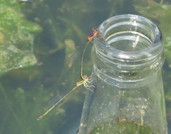Enallagma dubium