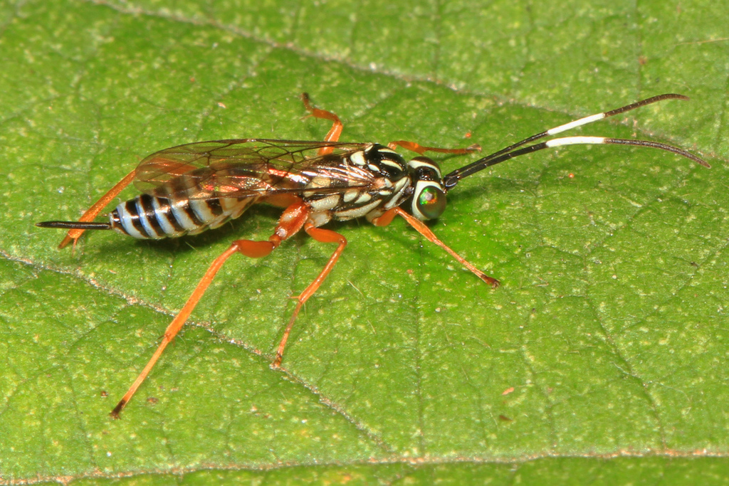 Lymeon orbus