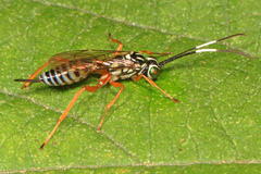Lymeon orbus