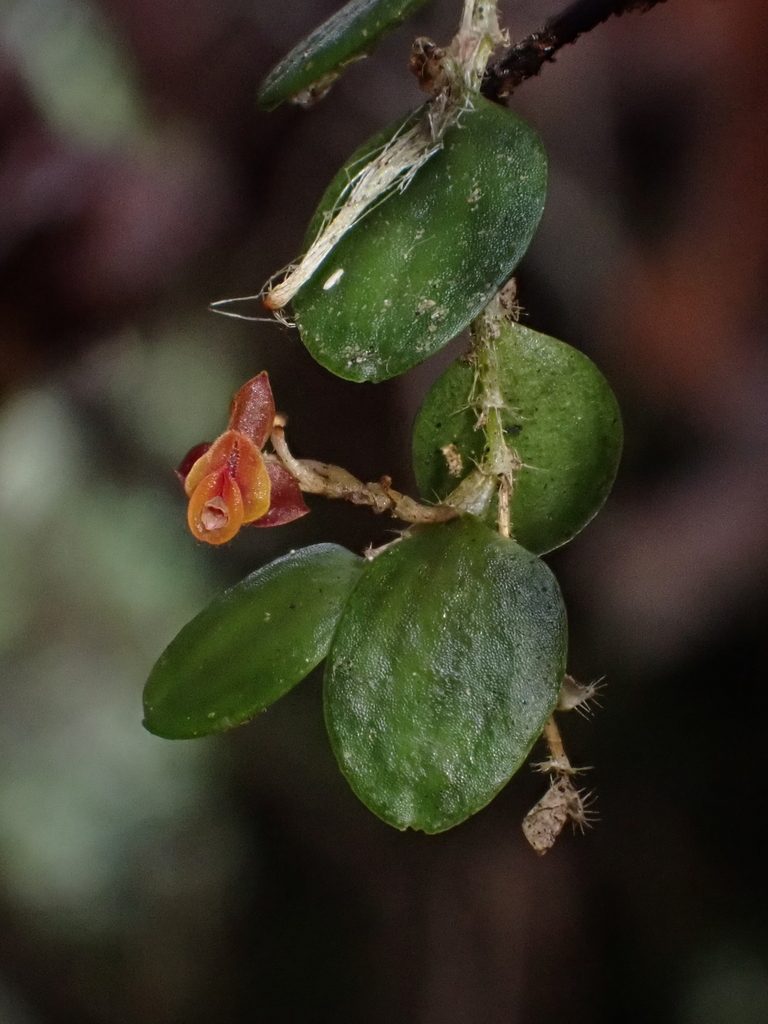 Andinia triangularis