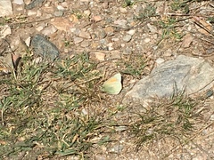 Colias meadii