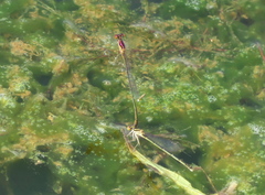 Enallagma dubium