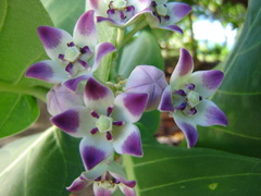 Calotropis procera