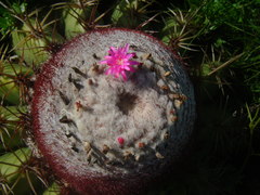 Melocactus curvispinus