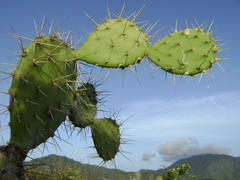 Opuntia caracassana