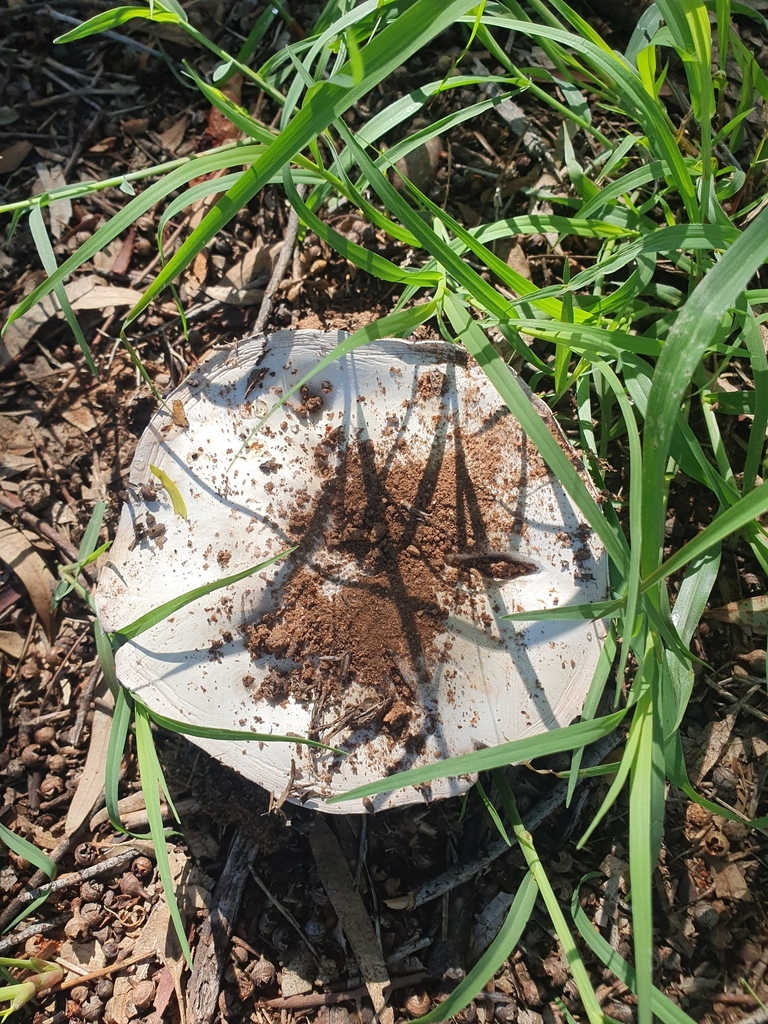 Agaricus campestris · April 2025 · photo: © maxark (iNaturalist, cc-by)