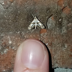 Chrysendeton medicinalis