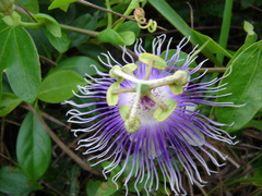 Passiflora garckei