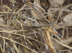 Argia fumipennis