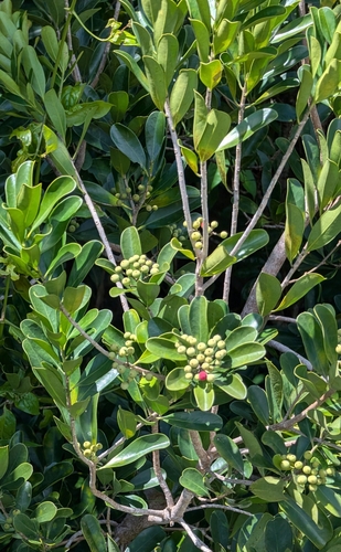 Image of Canella winterana by (c) Alan Prather, some rights reserved (CC BY)