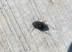 Sehirus cinctus albonotatus