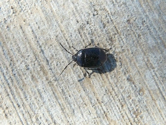 Sehirus cinctus albonotatus