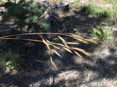 Bromus marginatus