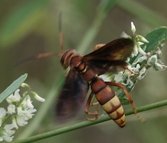 Poecilopompilus algidus willistoni