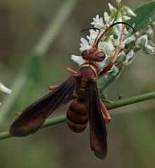 Poecilopompilus algidus willistoni