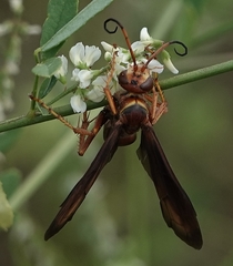 Poecilopompilus algidus willistoni