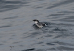 Synthliboramphus antiquus