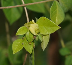 Macrotyloma axillare axillare