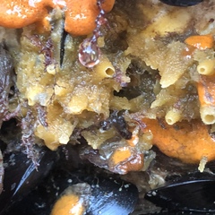 Halichondria bowerbanki