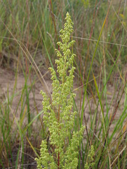 Artemisia campestris caudata
