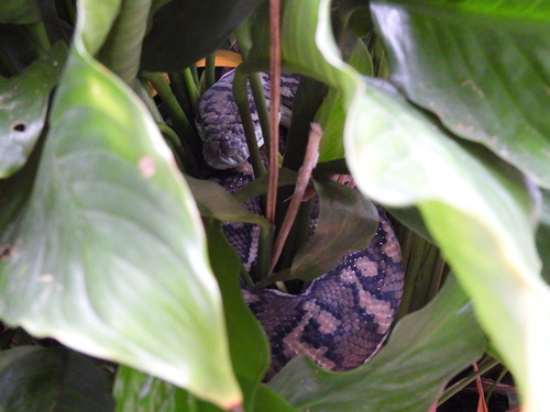 Coastal Carpet Python sighting