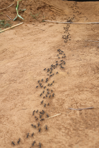 Matabele Ant
