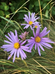 Aster alpinus