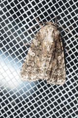 Acronicta afflicta