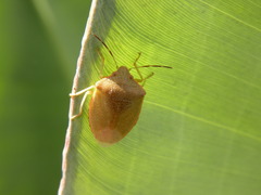 Acrosternum rubescens
