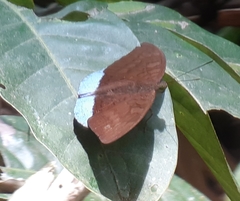 Tanaecia julii bougainvillei