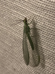 Chrysopa coloradensis