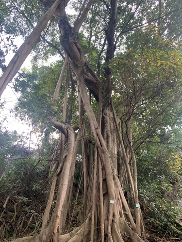 Foto de Figueira-amarela