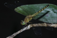 Diplacodes trivialis