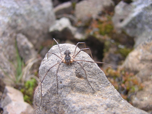 kosec pestrý (Mitopus morio)