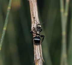 Polyrhachis argentosa