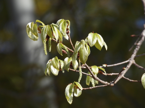 Image of Quercus serrata by no rights reserved