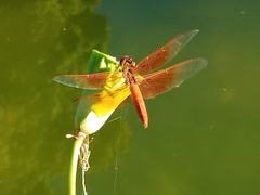 Libellula saturata