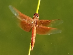 Libellula saturata