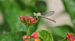 Argia immunda