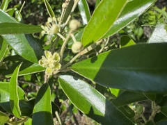 Croton phebalioides