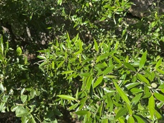 Croton phebalioides, photograph (c) Caleb Catto, some rights reserved (CC BY)