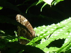 Morpho helenor narcissus