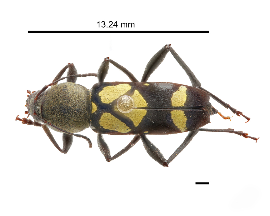 Mecometopus palmatus
