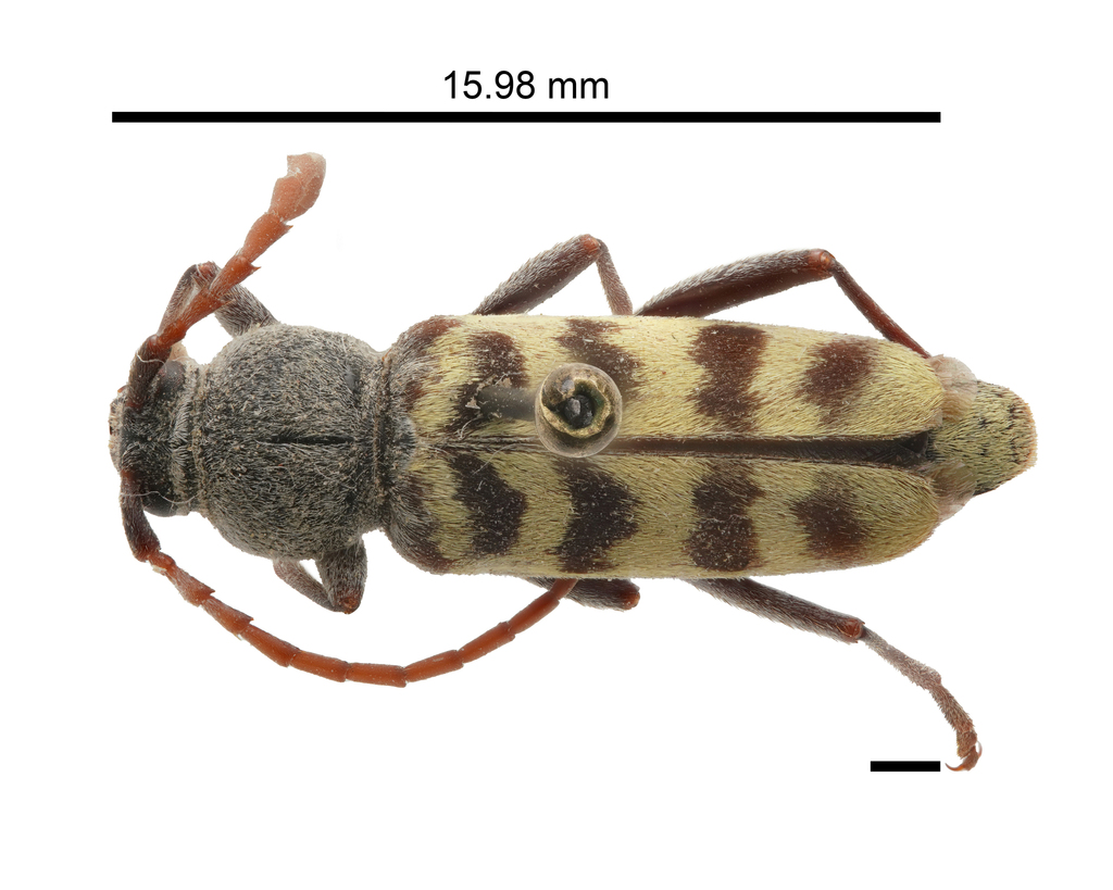 Megacheuma brevipennis